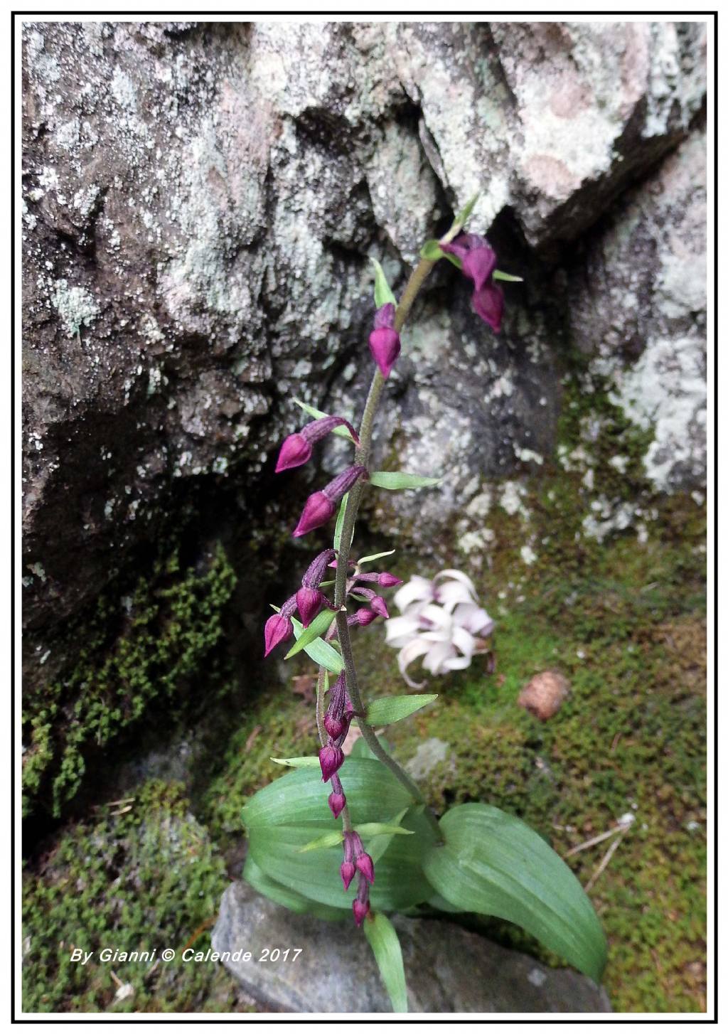 Apocromia in Epipactis sp.